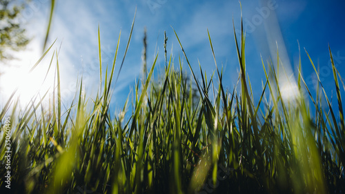 Low angle view of fresh grass against blue sky with clouds.