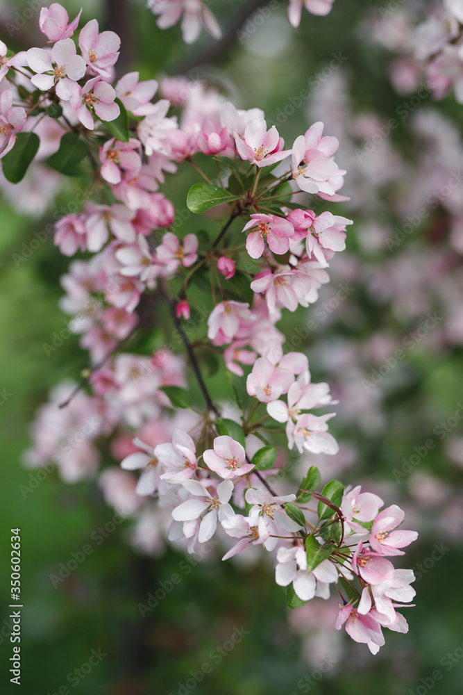 blooming apple tree
blooming apple tree