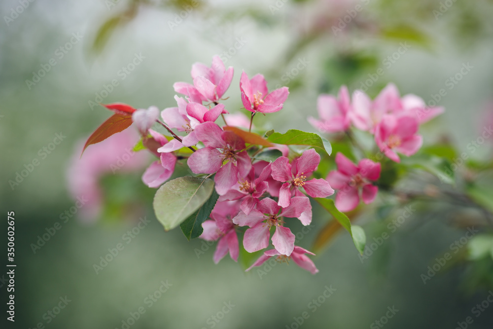 blooming apple tree
blooming apple tree