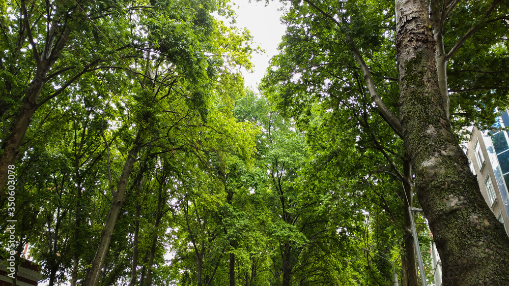 Green trees in the city Green trees in the city
