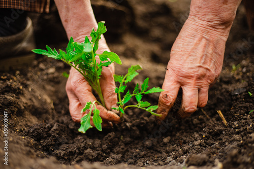 Closeup of an old woman's hands planting a seedling of a tomato into the soil. Gardener covering the roots of a tomato with ground and humus. Horticulture and home garden concept.