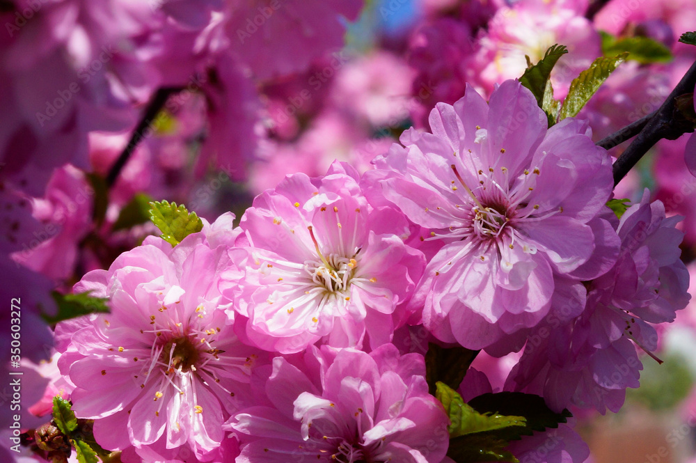 Fototapeta premium pink flowers