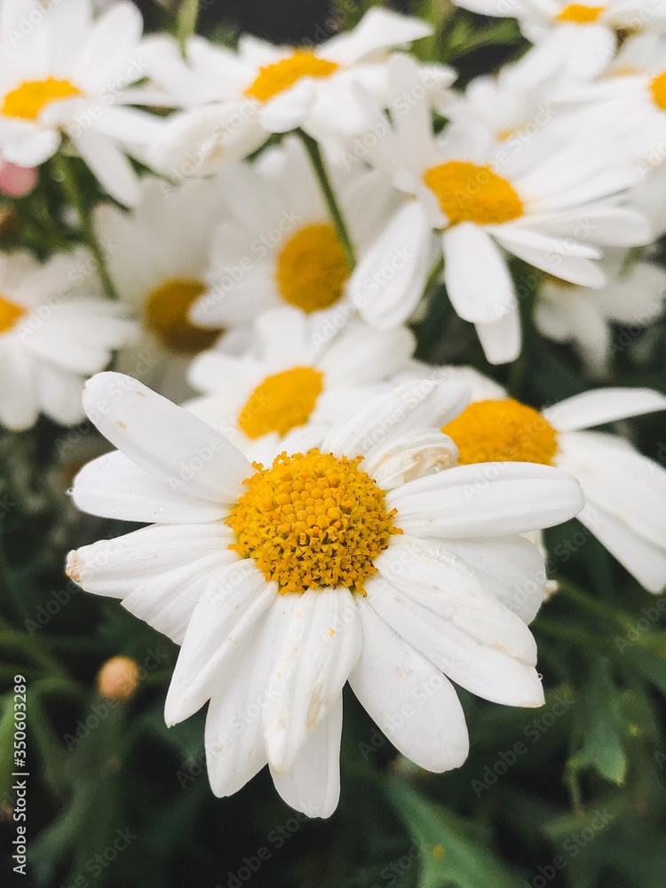 Fototapeta premium White Daisy flowers, chamomile flowers, close-up looking of flowers, macro flower head.