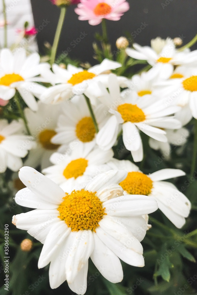 Fototapeta premium White Daisy flowers, chamomile flowers, close-up looking of flowers, macro flower head.