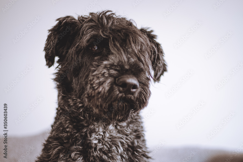 Retrato canino - obrazy, fototapety, plakaty 