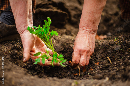 Closeup of an old woman s hands planting a seedling of a tomato into the soil. Gardener covering the roots of a tomato with ground and humus. Horticulture and home garden concept.