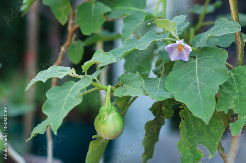 eggplant flower on eggplant tree and there is one eggplant lower with many green leaves