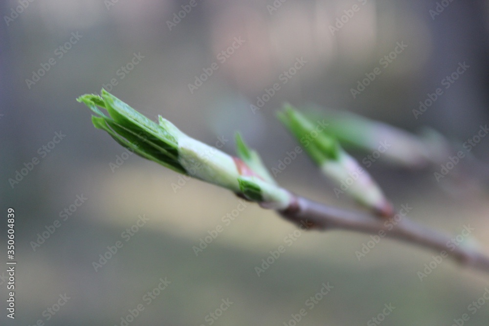 Fototapeta premium buds of a tree