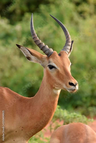 impala antelope in kruger park