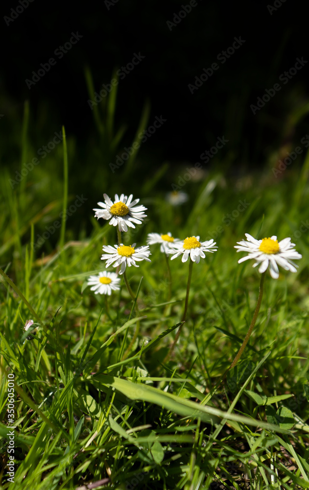 White daisies in the grass background shot White daisies in the grass background shot