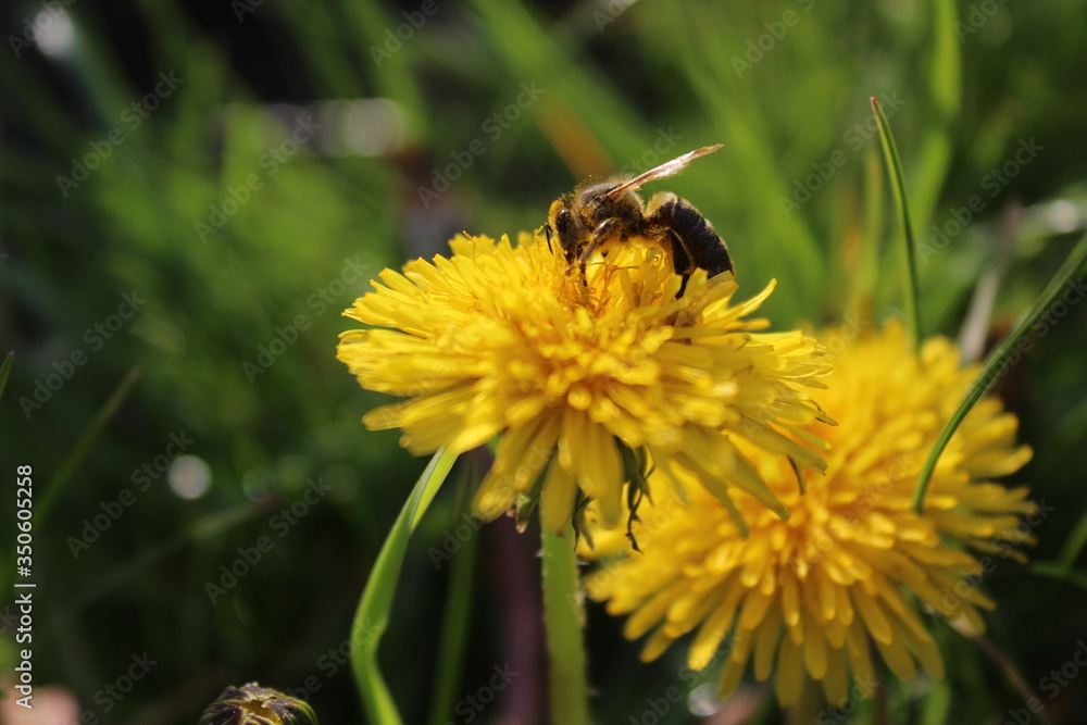 insekt, bee, kwiat, zółty, charakter, makro, lato, zieleń, miodu, pyłek, jary, trzmiel, jardin, fruwać, roślin, zwierzak, nektar, gras, pola, kwiat, beuty, bliska, zapylanie, flora insekt, bee, kwiat, zółty, charakter, makro, lato, zieleń, miodu, pyłek, jary, trzmiel, jardin, fruwać, roślin, zwierzak, nektar, gras, pola, kwiat, beuty, bliska, zapylanie, flora
