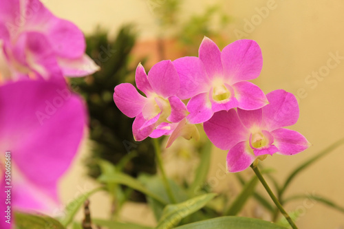 Fototapeta Naklejka Na Ścianę i Meble -  Pink flower