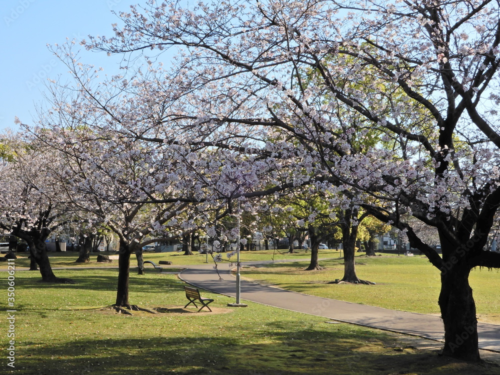 桜 桜