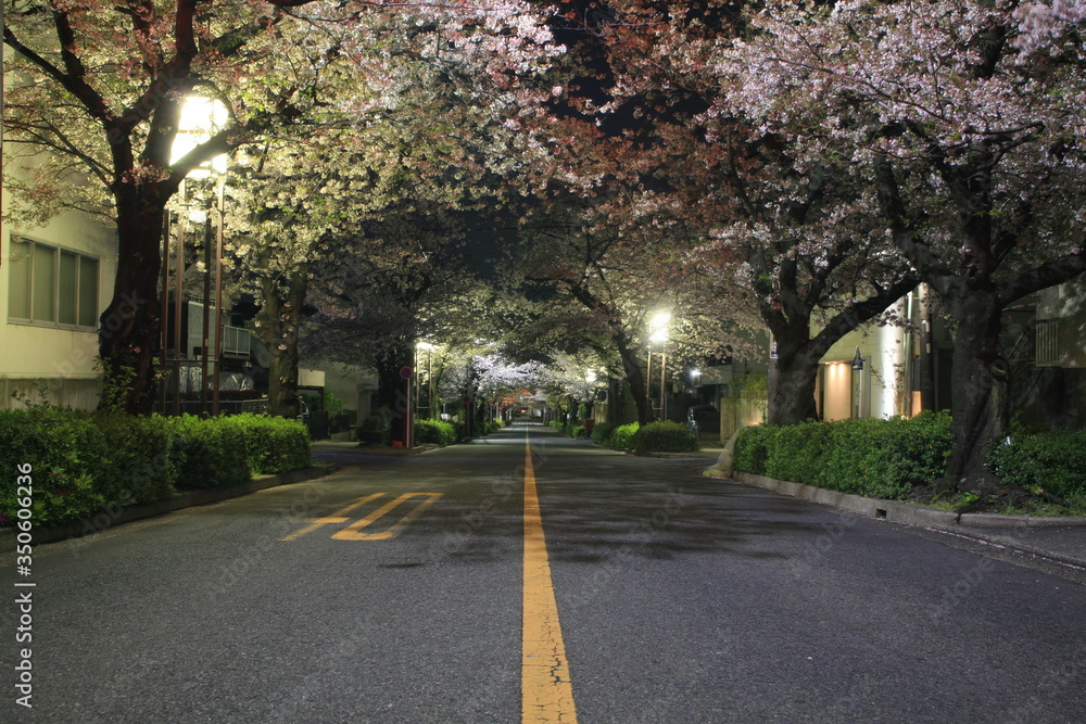 深夜の夜桜の並木通り