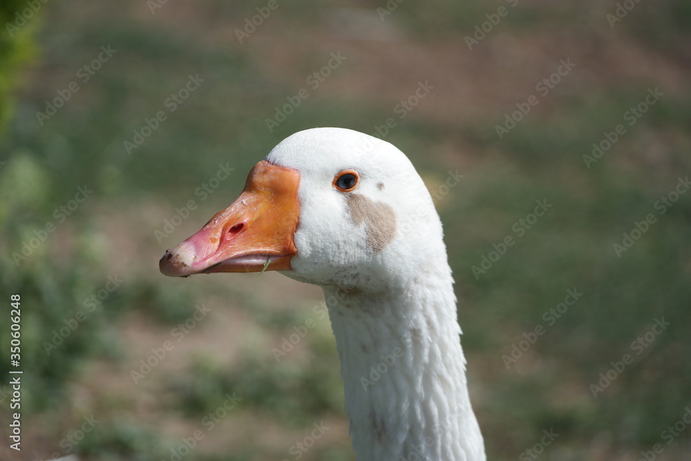 portrait of a goose portrait of a goose