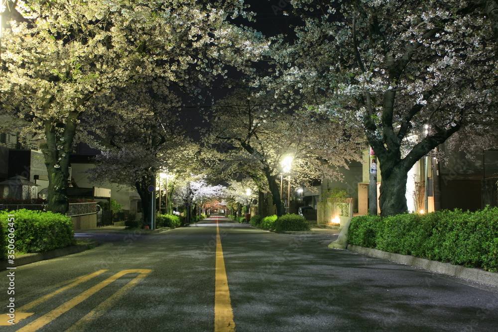 深夜の夜桜の並木通り