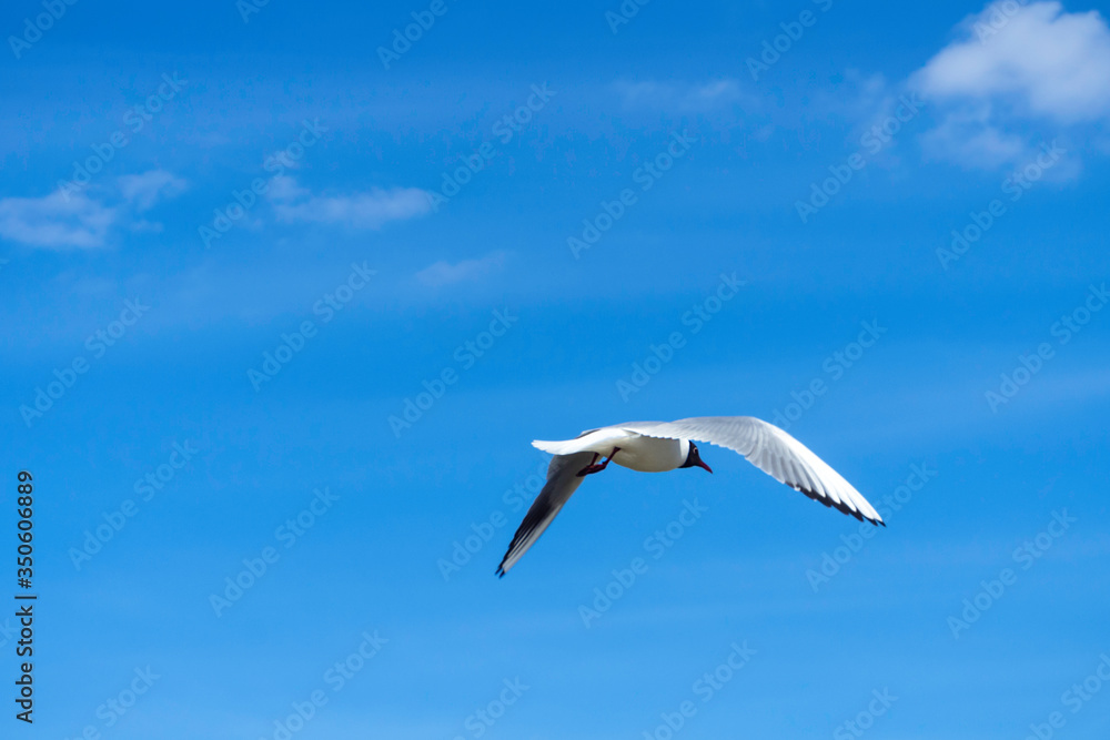 Sea Gull in flight Sea Gull in flight