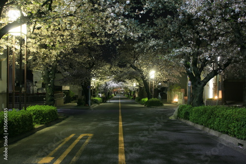 深夜の夜桜の並木通り