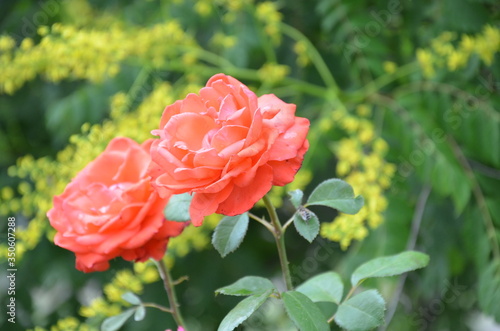 Red Rose on the Branch in the Garden on the background of green foliage. for postcards