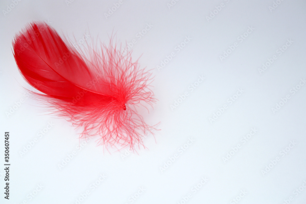 Beautiful feather of a goose of red color on a light background. Bird feathers for needlework and clothing decoration. There is free space for writing text. Beautiful feather of a goose of red color on a light background. Bird feathers for needlework and clothing decoration. There is free space for writing text.