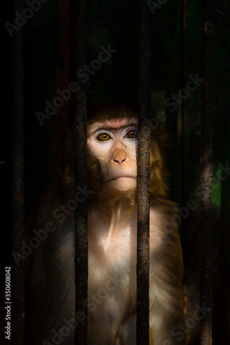Photography A look of sadness in the eyes of a monkey as a result of being placed in a cage