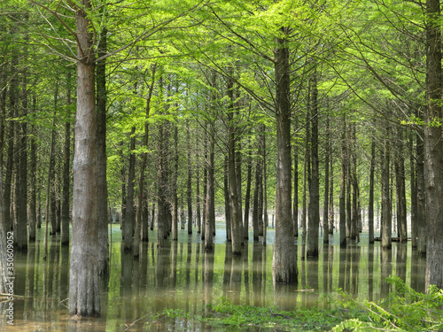 Metasequoia  woods  trees planted in the water. Very cool and beautiful in summer.