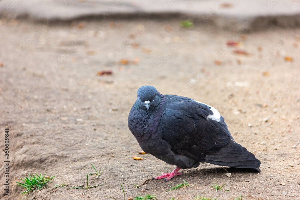 Fototapeta premium Disheveled gray pigeon close-up.