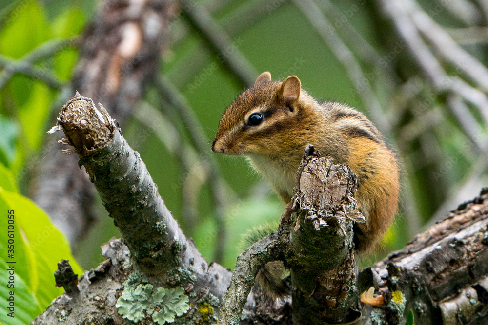 Small cute Chipmunk perched on a tree branch