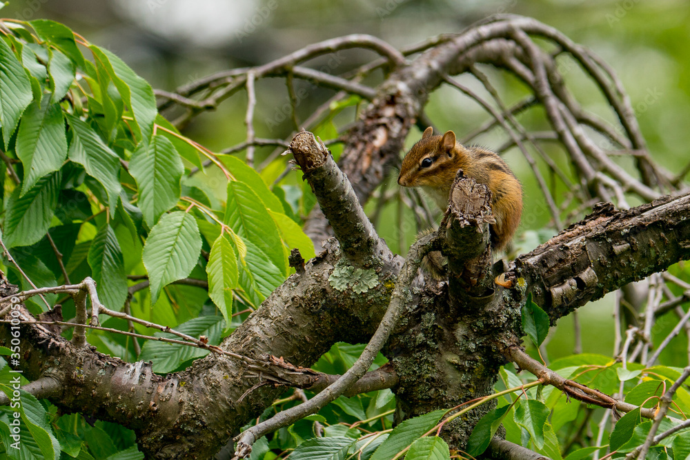 Small cute Chipmunk perched on a tree branch