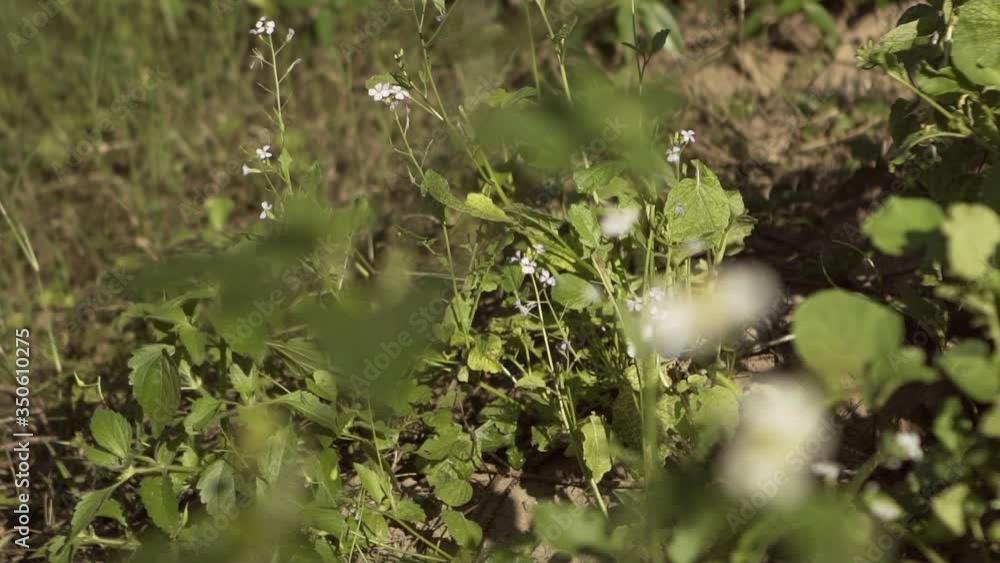 Slow motion shot of white butterfly flying around small flowers on sunny day - Luang Prabang, Laos Slow motion shot of white butterfly flying around small flowers on sunny day - Luang Prabang, Laos