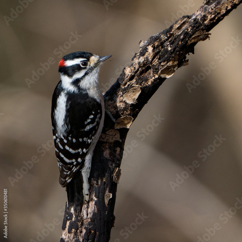 Downy woodpecker perched on a branch in the woods and forest