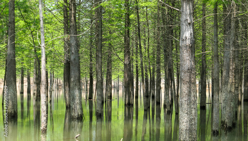 Metasequoia, woods, trees planted in the water. Very cool and beautiful in summer.