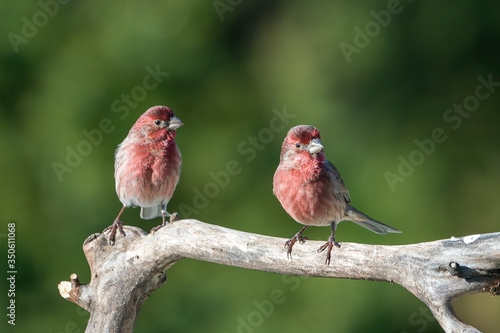 Two Purple Finches sitting on a branch against green background. © Glenn
