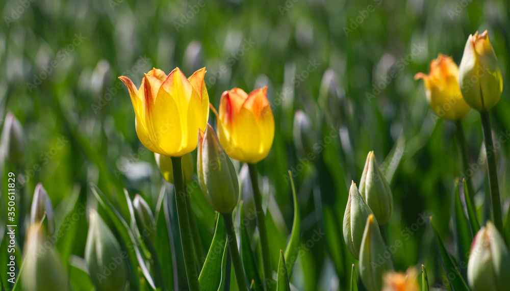 Beautiful Tulips on a spring day Beautiful Tulips on a spring day