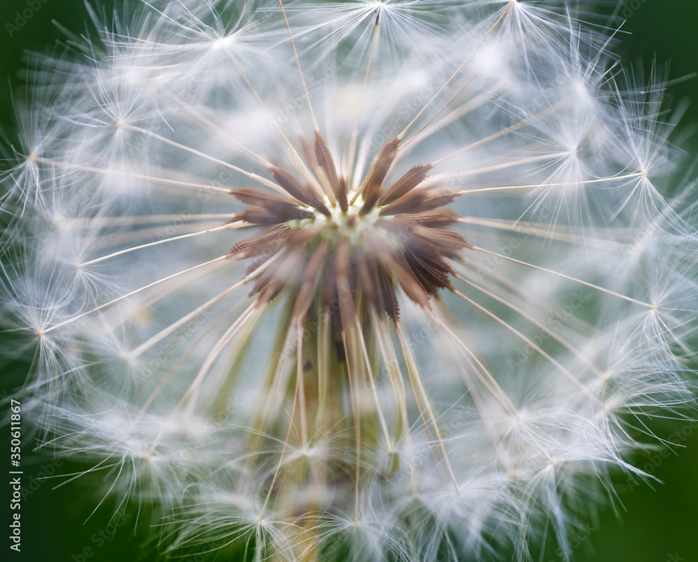 Obraz premium Pusteblume, Löwenzahn