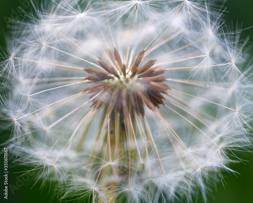 Pusteblume  L  wenzahn