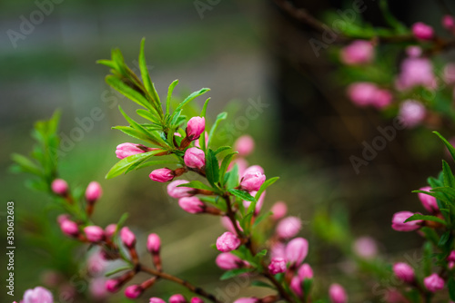 Blooming almond steppe. Shallow depth of field.