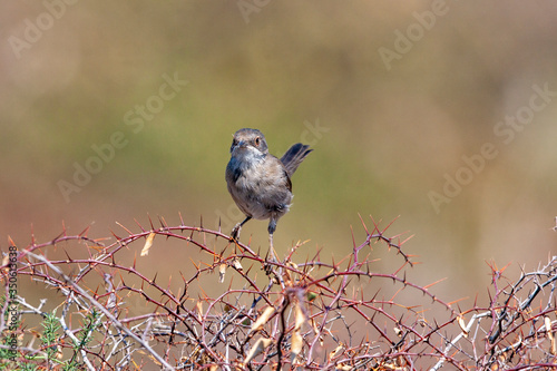 Sardunyalı ötleğen, Sylvia melanocephala, bush dalında bekar erkek. photo