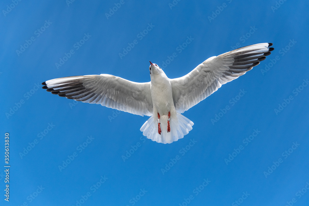 Obraz premium Seagulls in flight