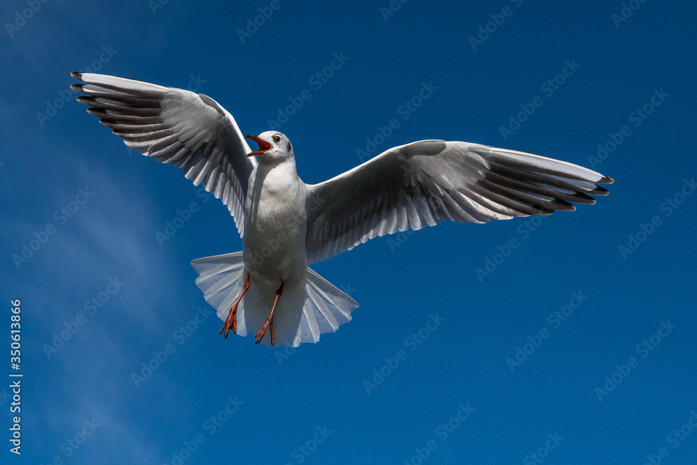 Obraz premium Seagulls in flight