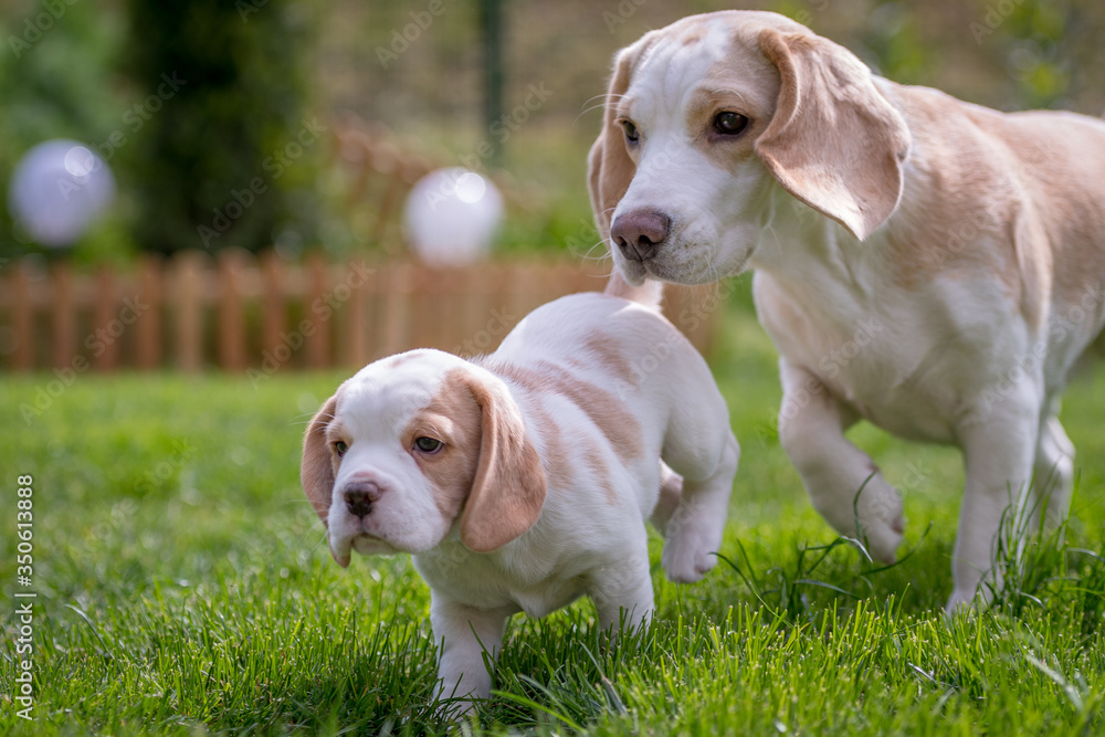 Happy beagle puppy