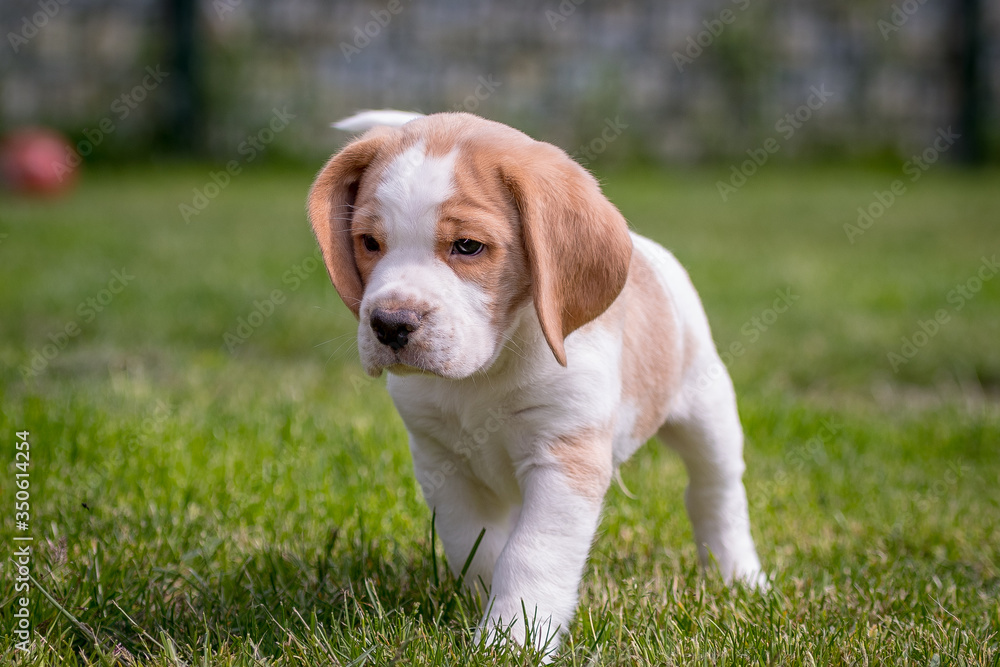 Happy beagle puppy