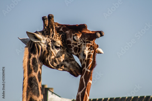 Photography Loving giraffe