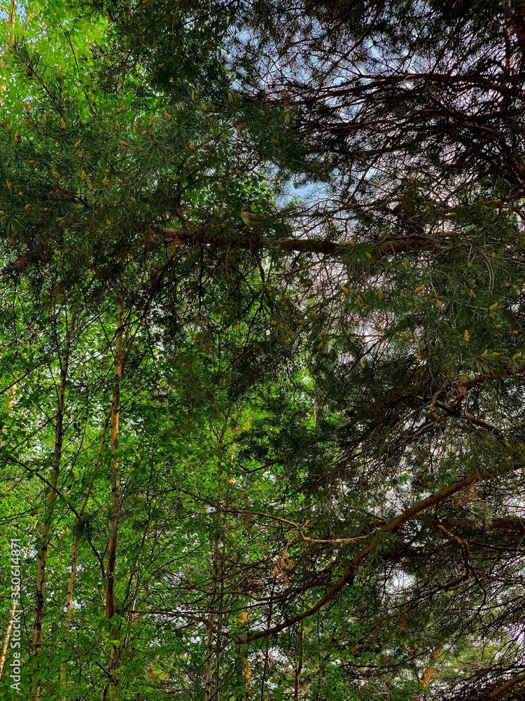 Fototapeta premium The background is made of mixing branches of different trees with fresh foliage.