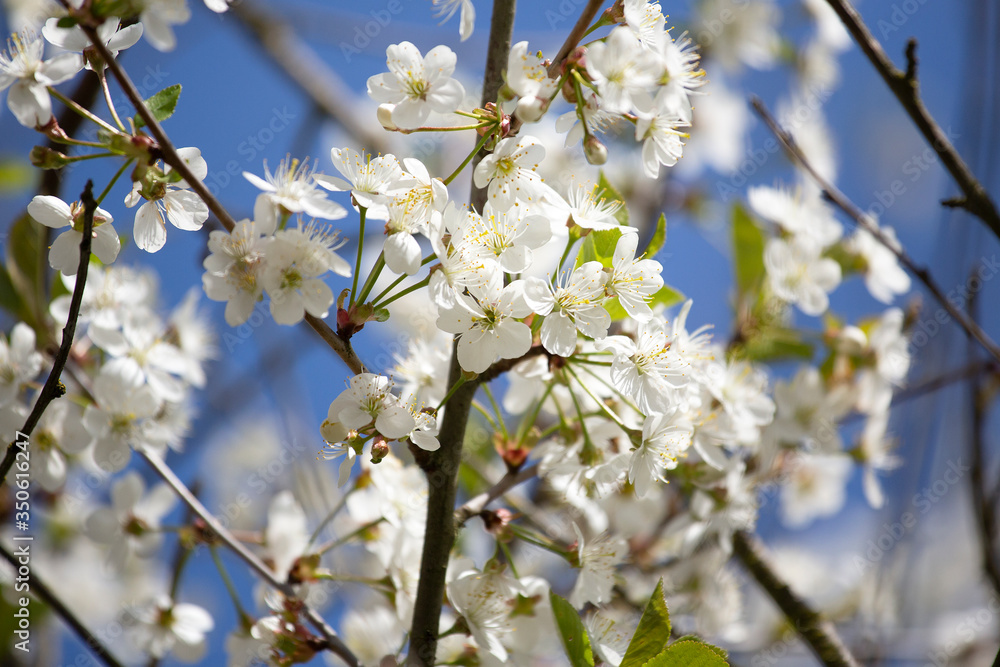 Cherry blossom trees in spring Cherry blossom trees in spring