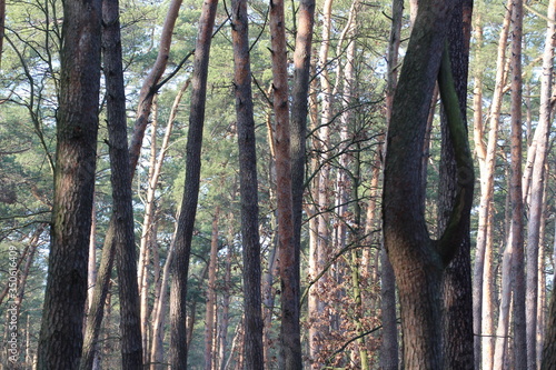 Fototapeta Naklejka Na Ścianę i Meble -  drzewa,drewno,las,krajobraz,sosna,zieleń,brzoza,słońce
