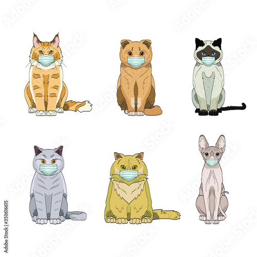 Set of vector hand drawn cat breeds in medical masks: main coon, scottish fold, persian cat, sphynx, british cat and siamese cat. Collection of illustrations isolated on white background