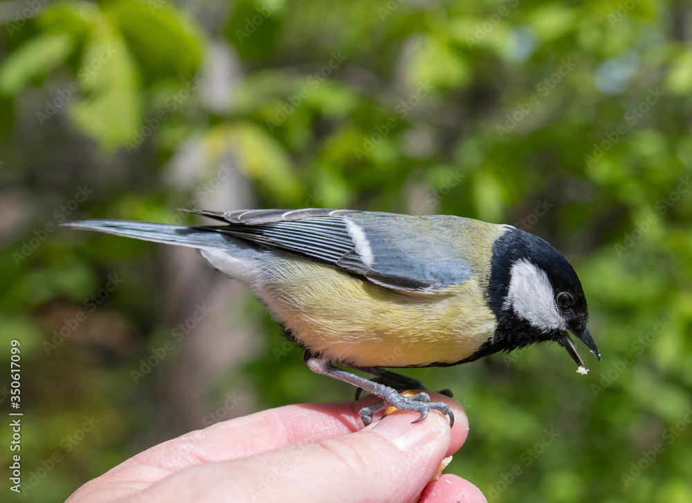 Obraz premium Great tit, sitting on a human hand and are fed with a walnut in a park in Stockholm a sunny spring day.