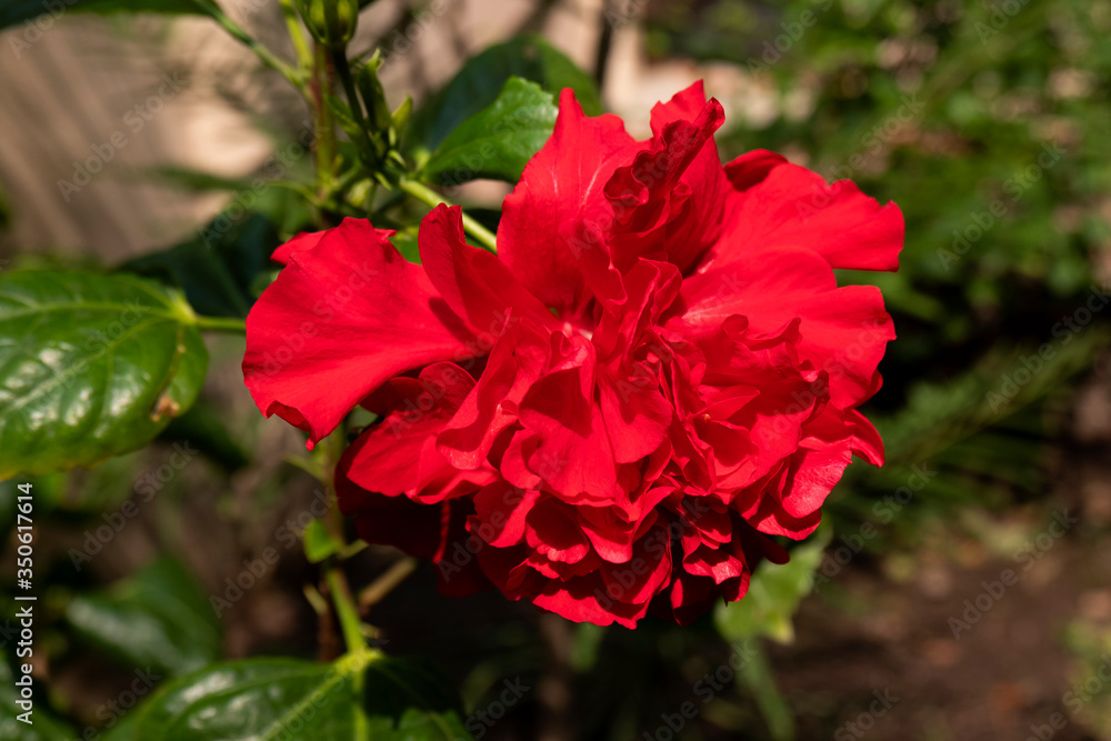 red hibiscus flower isolated in garden