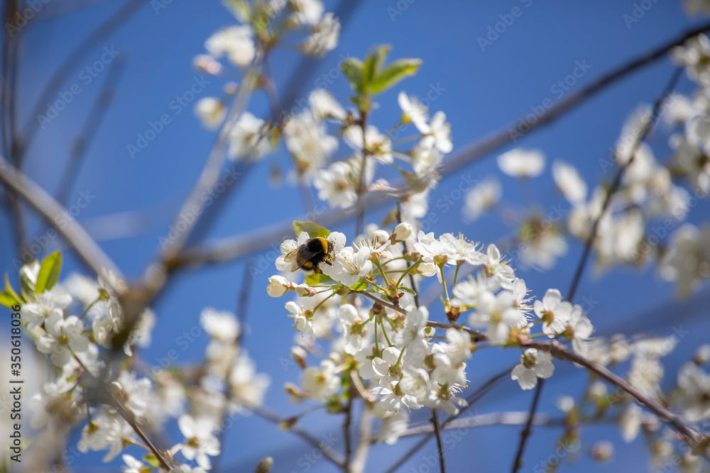 Cherry blossom trees in spring Cherry blossom trees in spring